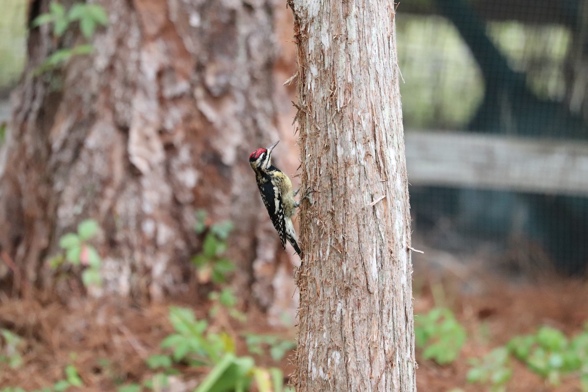 Yellow-bellied Sapsucker - ML646268482