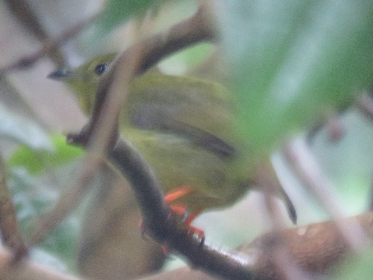 Golden-collared Manakin - ML646268485