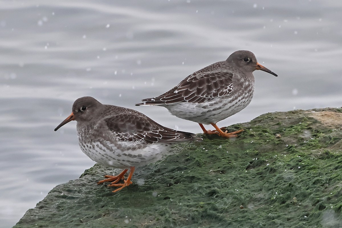 Purple Sandpiper - ML646268486