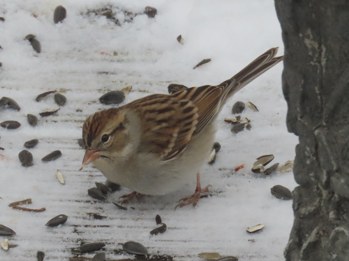 Chipping Sparrow - ML646268489
