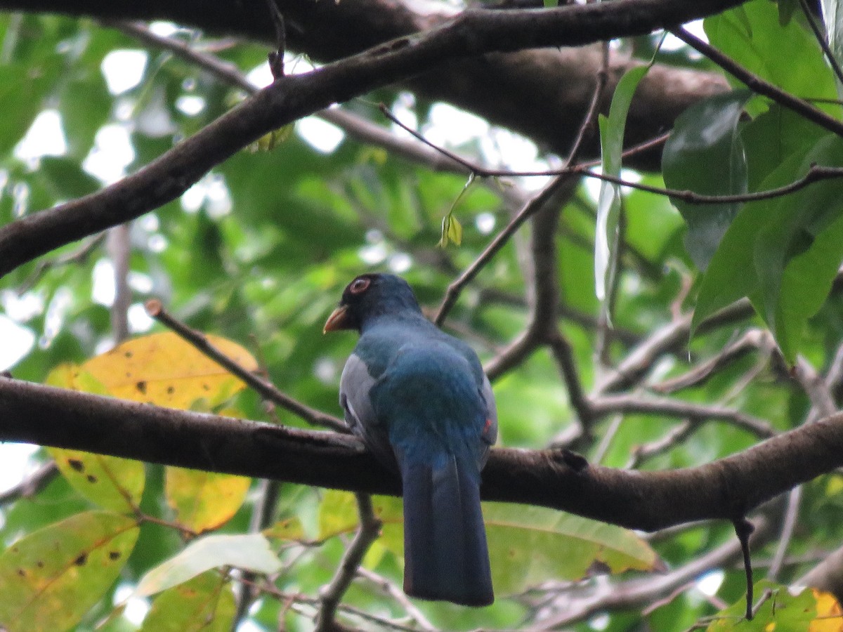 Black-tailed Trogon - ML646268491