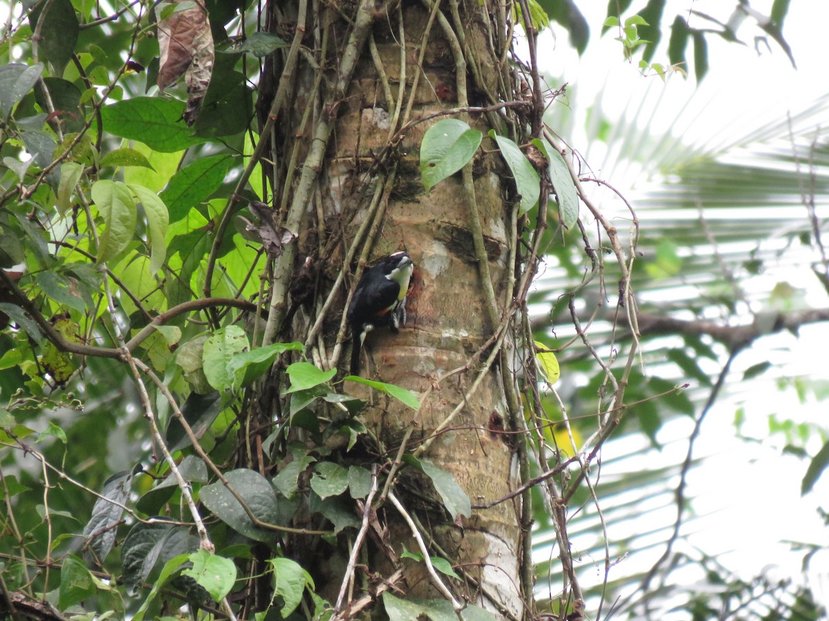 Spot-crowned Barbet - ML646268497