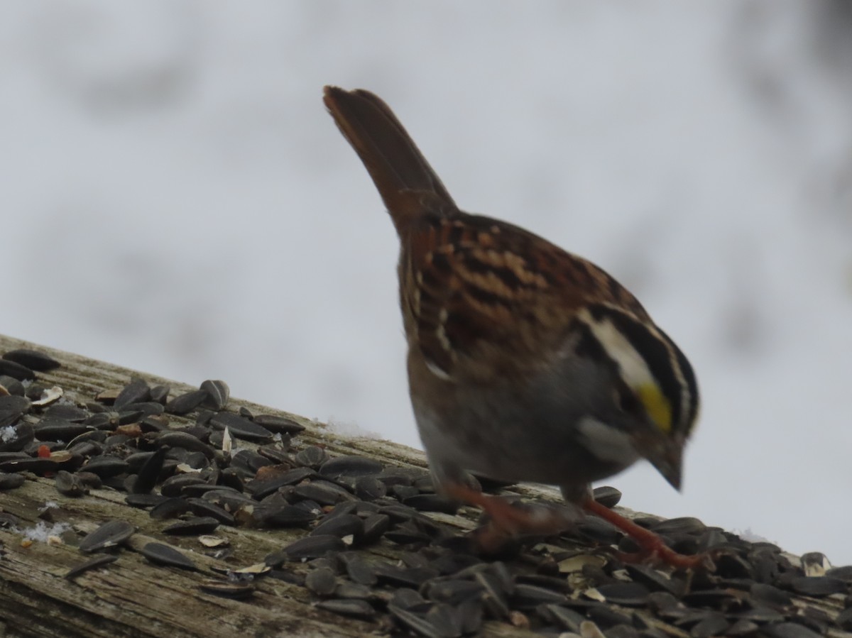 White-throated Sparrow - ML646268498