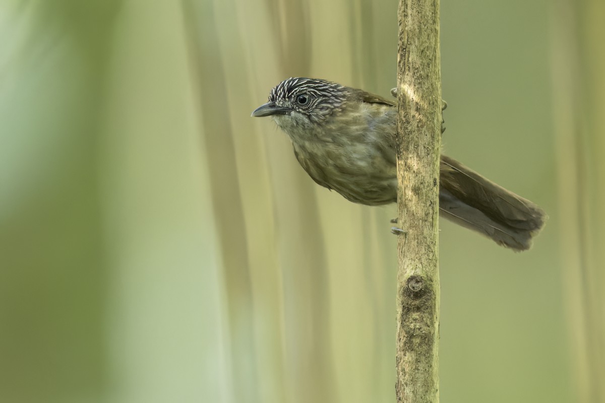 Brown Tit-Babbler - ML646268500