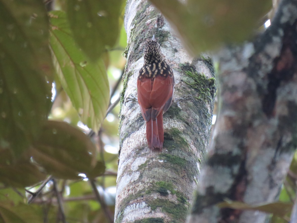 Black-striped Woodcreeper - ML646268503