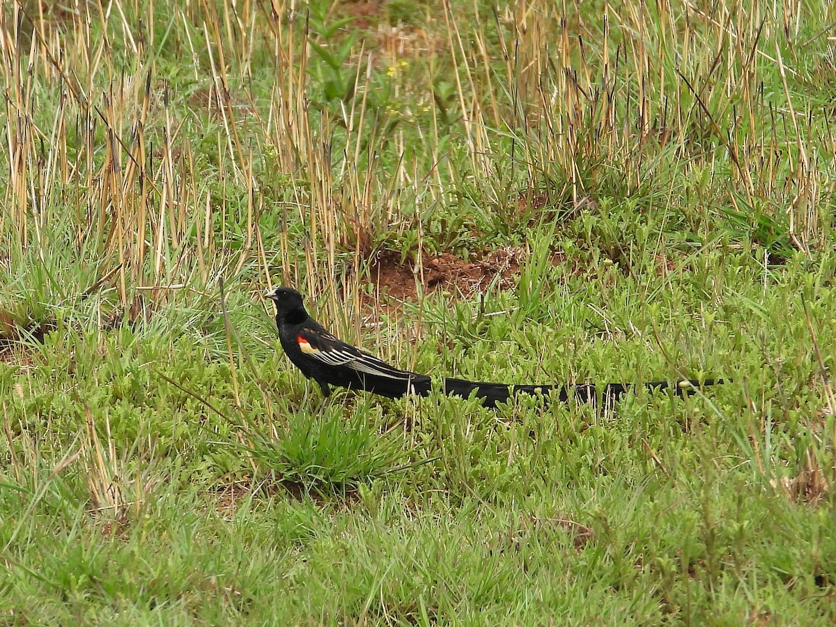 Long-tailed Widowbird - ML646268509