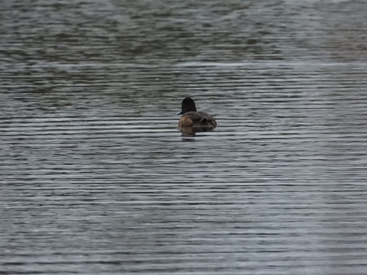 コスズガモ - ML646268518