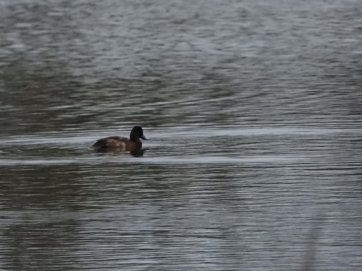 コスズガモ - ML646268519