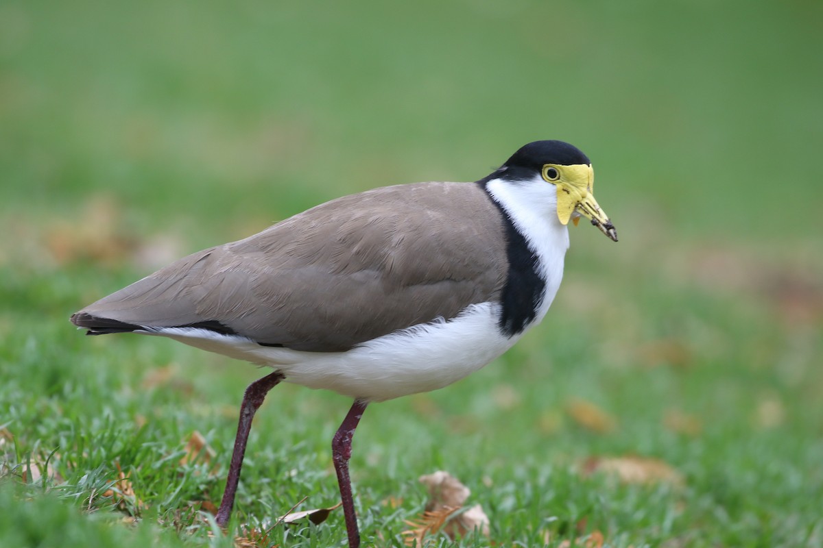 čejka australská - ML646268527