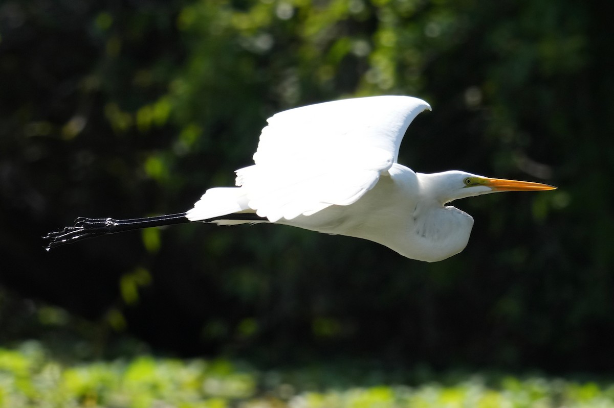 Koartza zuria - ML646268528