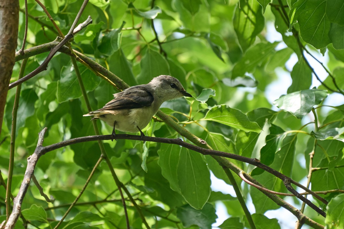 Brown-rumped Minivet - ML646268529