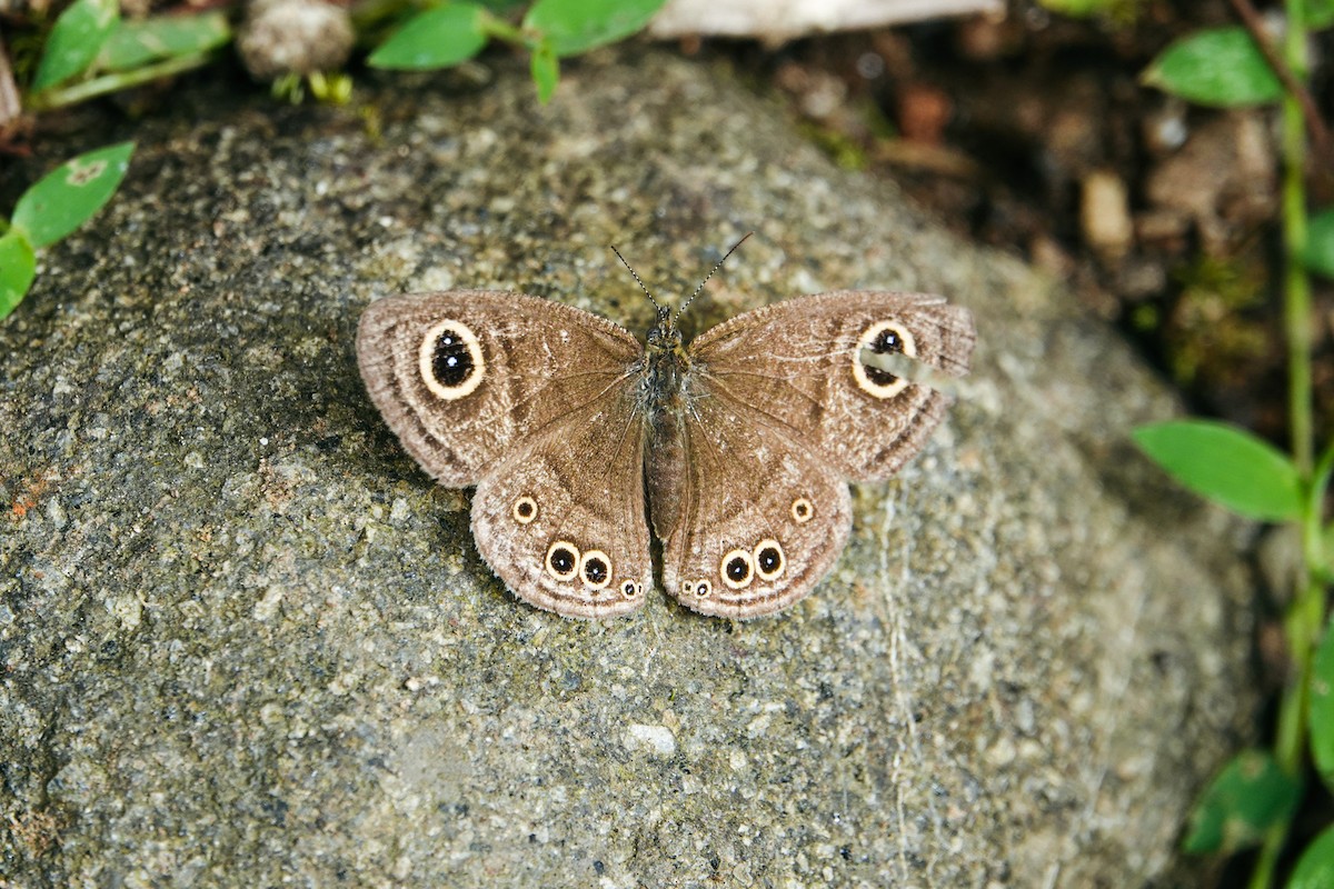 Animaux - ML646268542