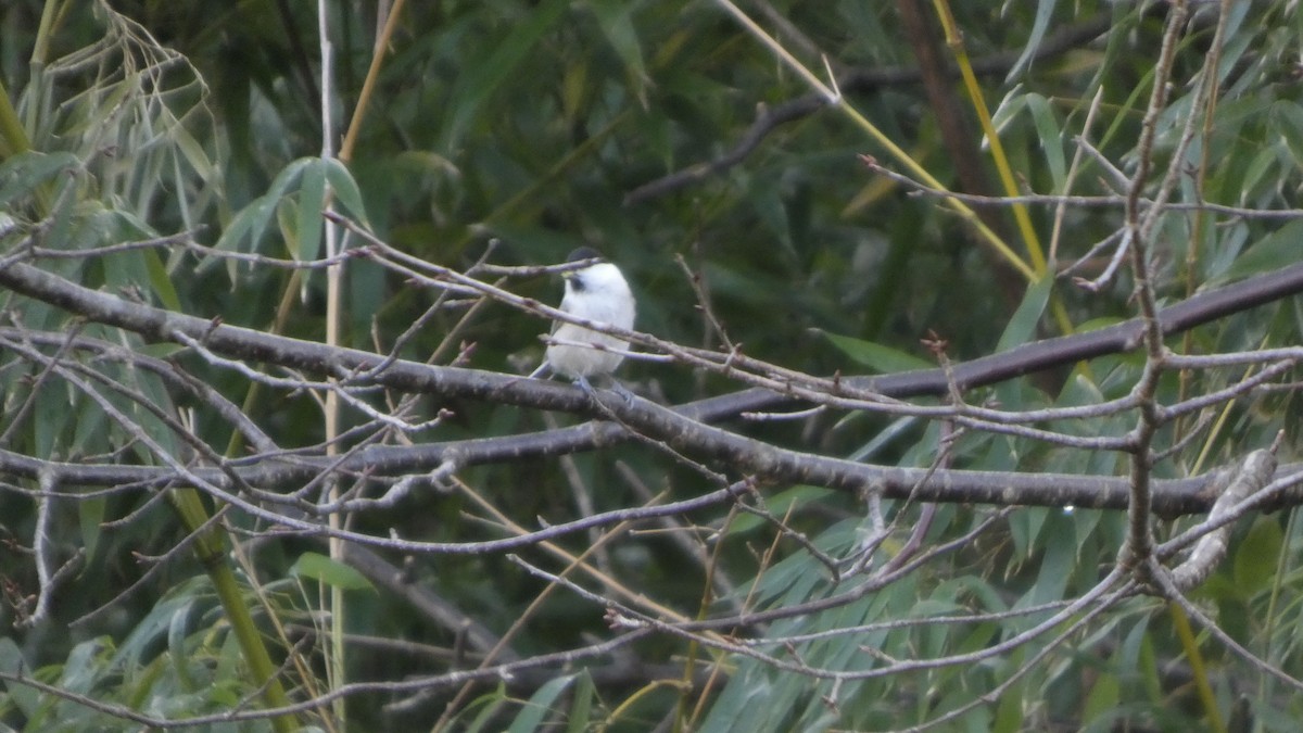 Mésange boréale - ML646268546