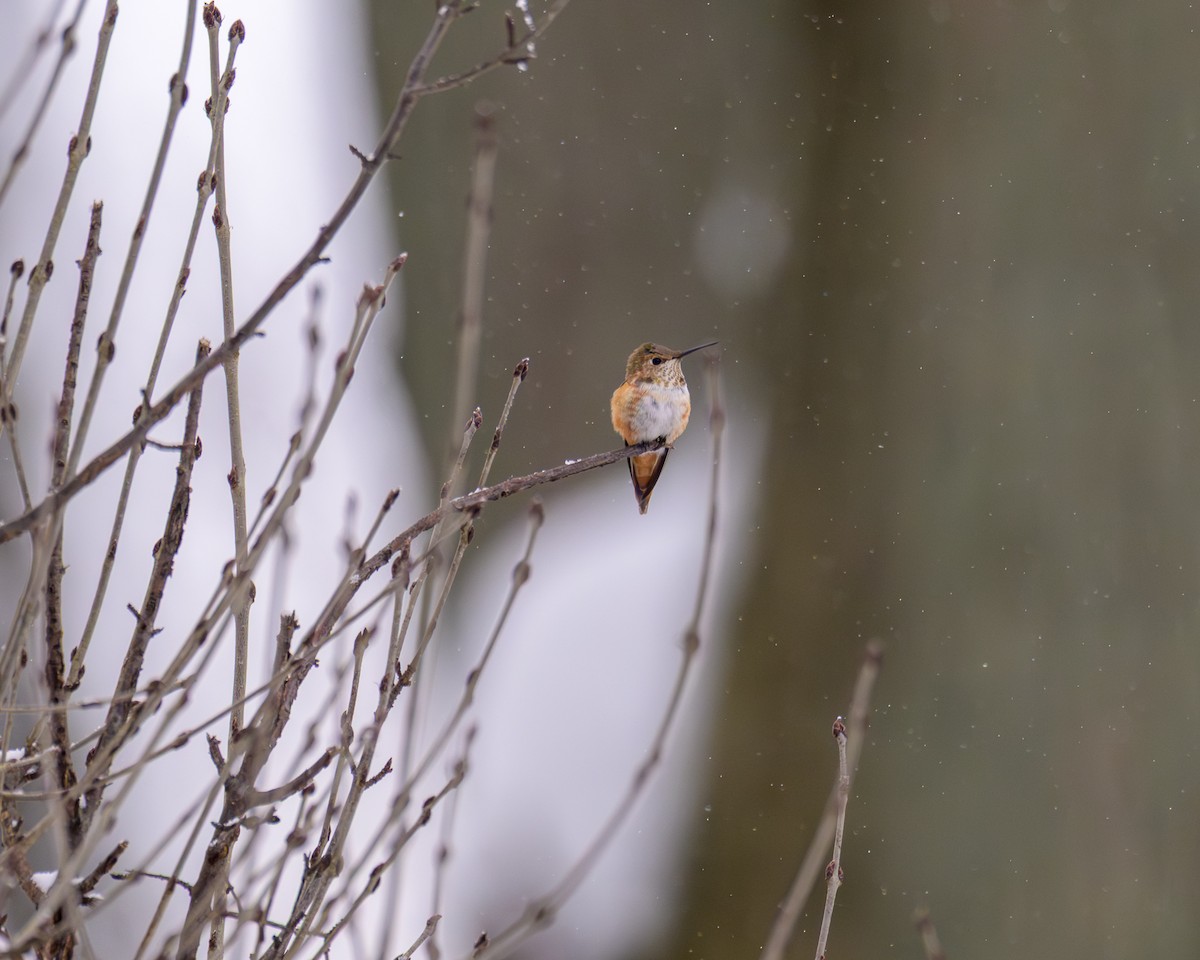 Rufous Hummingbird - ML646268548