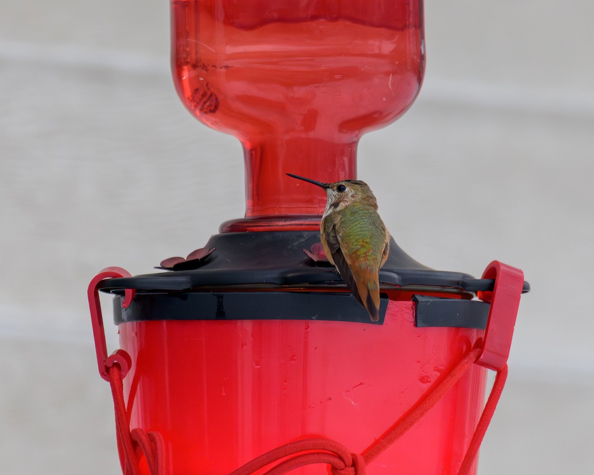 Rufous Hummingbird - ML646268549