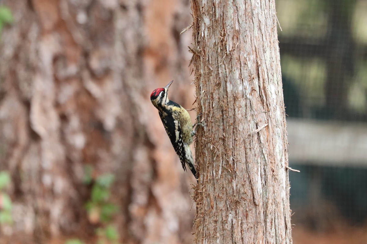 Yellow-bellied Sapsucker - ML646268550