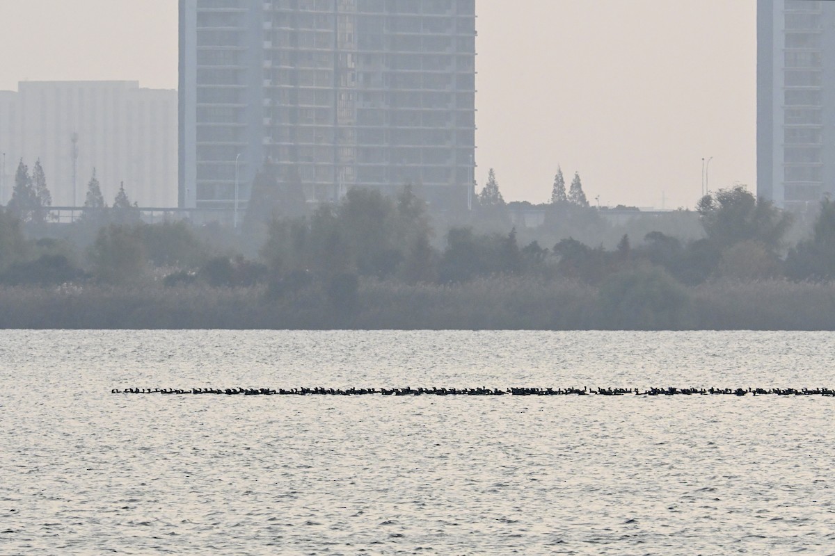 Great Cormorant - ML646268551