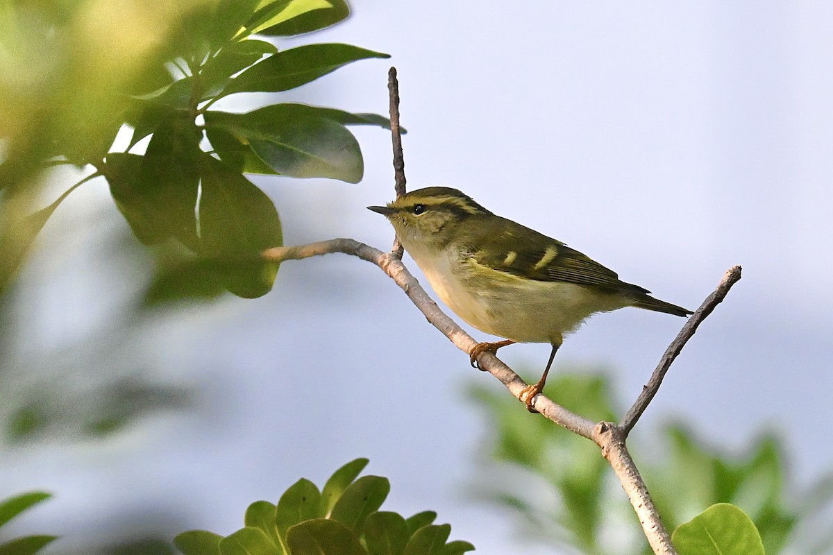 Pallas's Leaf Warbler - ML646268563