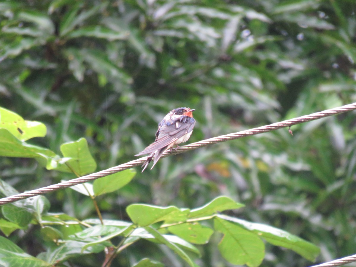 vlaštovka obecná - ML646268565