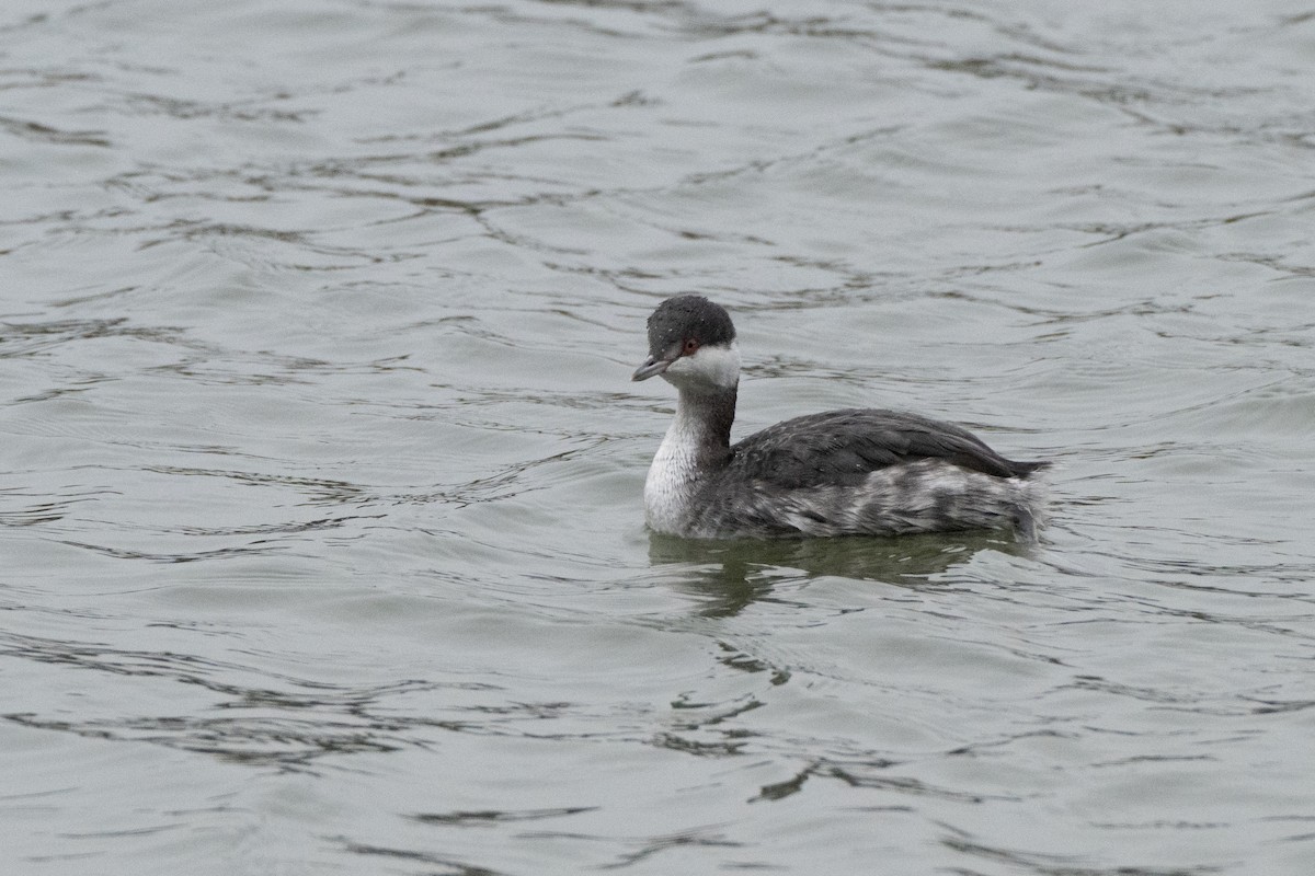 Horned Grebe - ML646268566