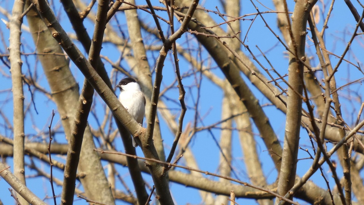 Mésange boréale - ML646268575