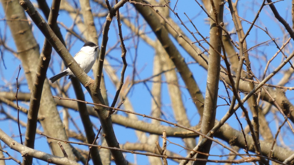 Mésange boréale - ML646268576