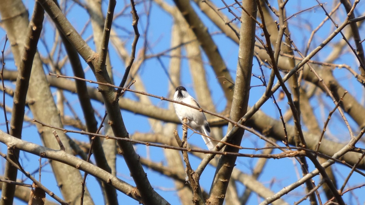 Mésange boréale - ML646268577