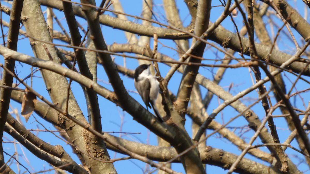 Mésange boréale - ML646268578