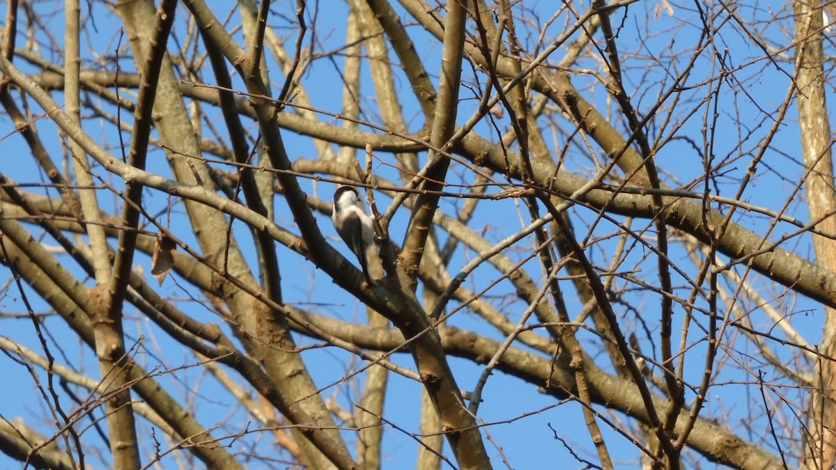 Mésange boréale - ML646268579