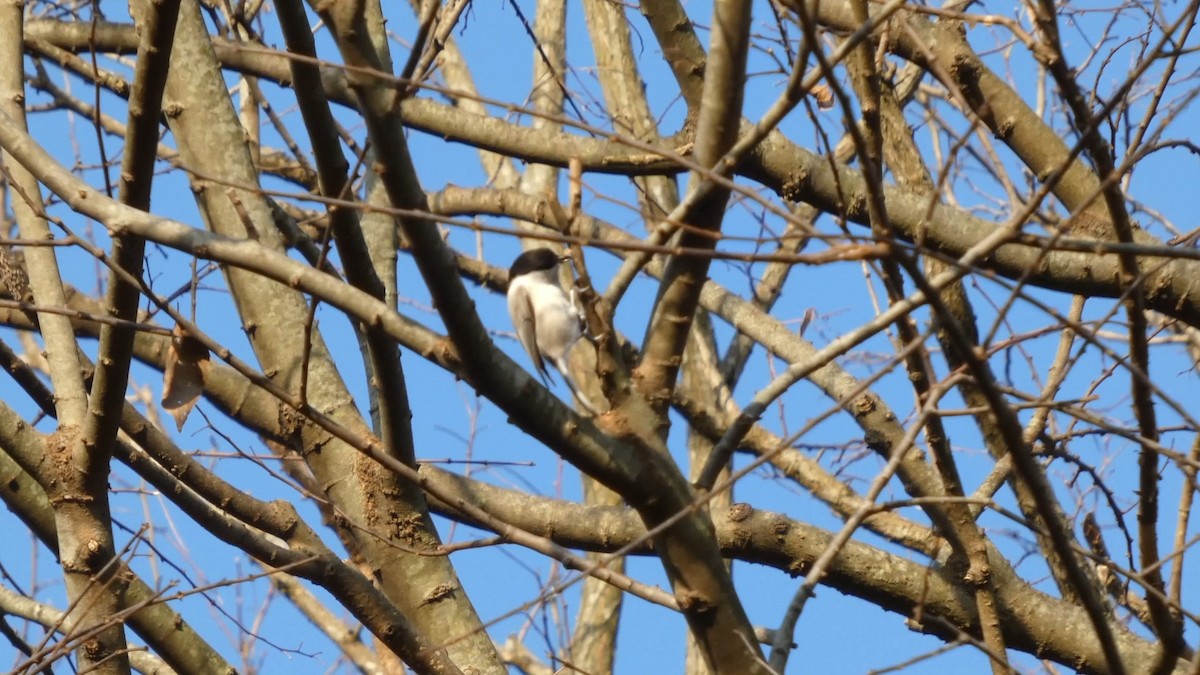 Mésange boréale - ML646268580