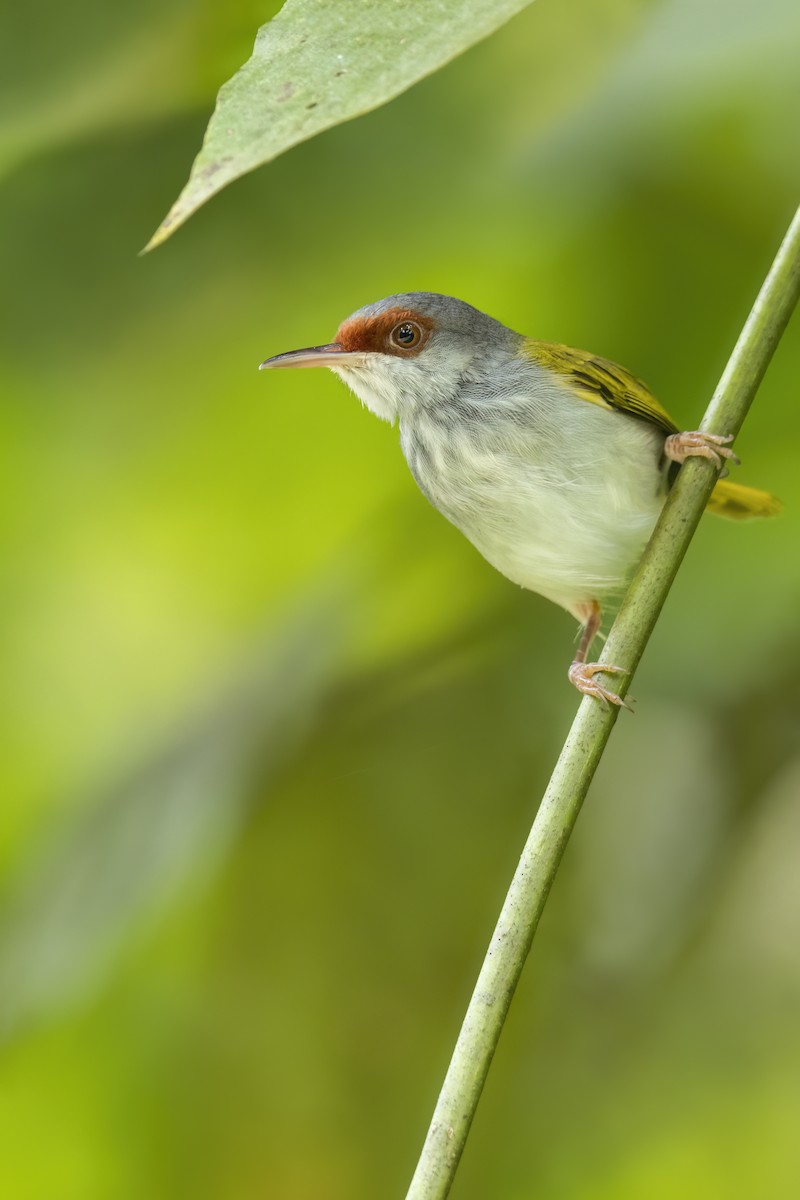 Rufous-fronted Tailorbird - ML646268583