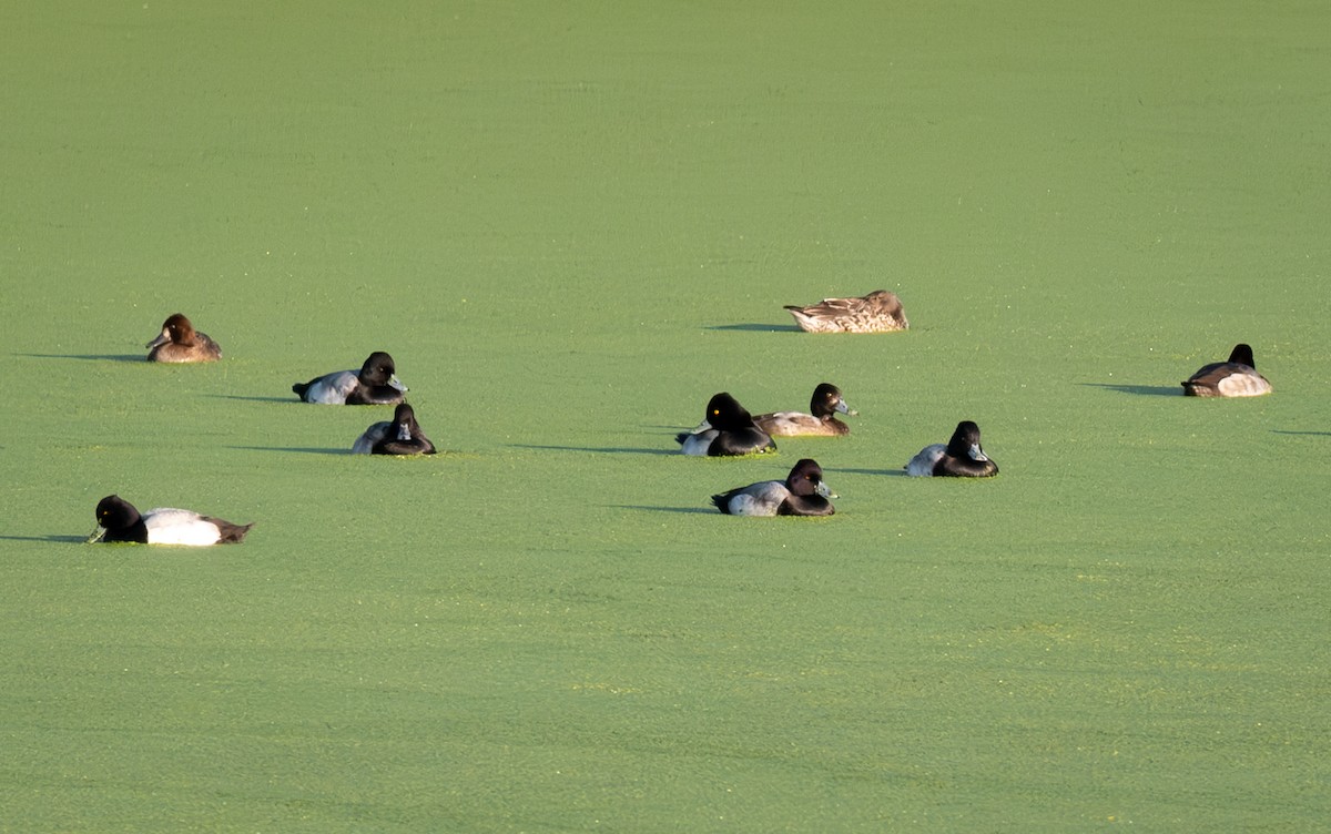 コスズガモ - ML646268584