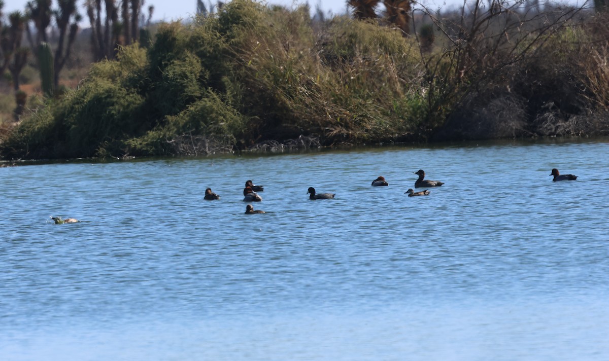 Porrón Americano - ML646268587