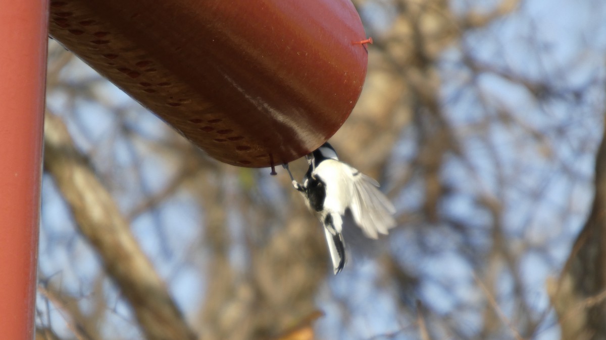 Asian Tit - ML646268589
