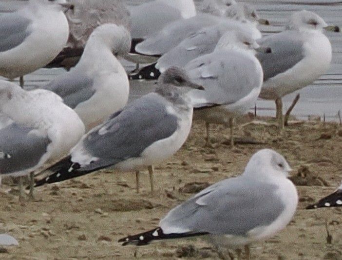 コカモメ - ML646268595