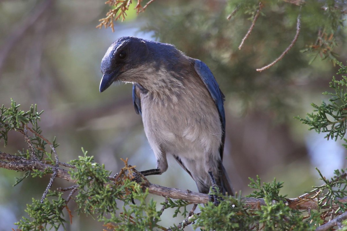 Woodhouse's Scrub-Jay - ML646268597
