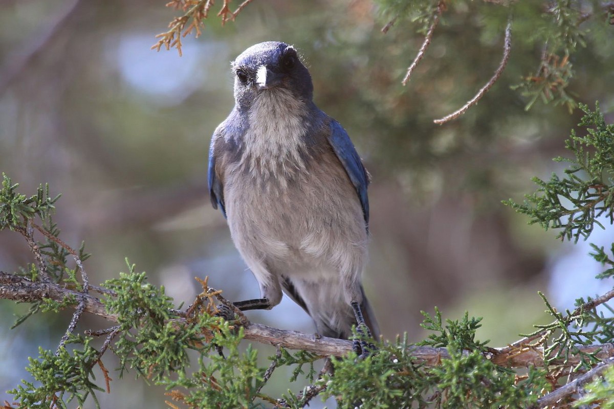 Woodhouse's Scrub-Jay - ML646268598