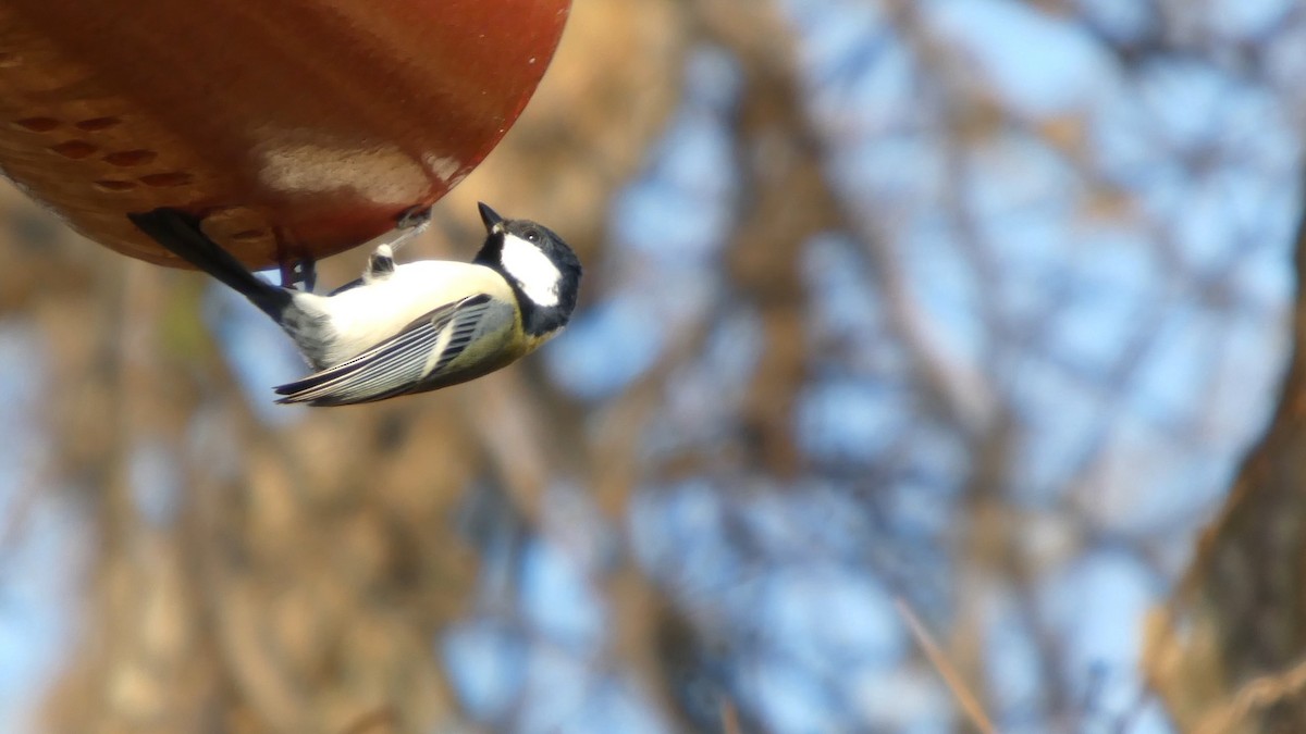 Asian Tit - ML646268599