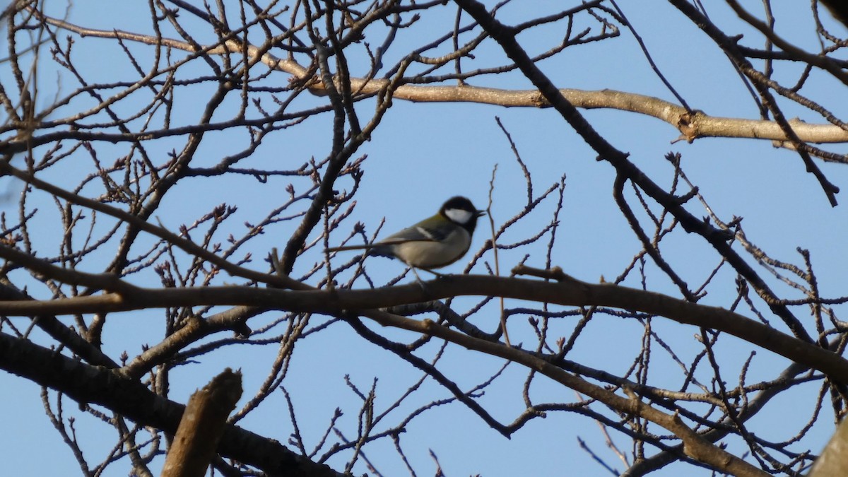Asian Tit - ML646268600