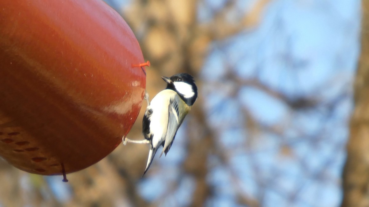 Asian Tit - ML646268601