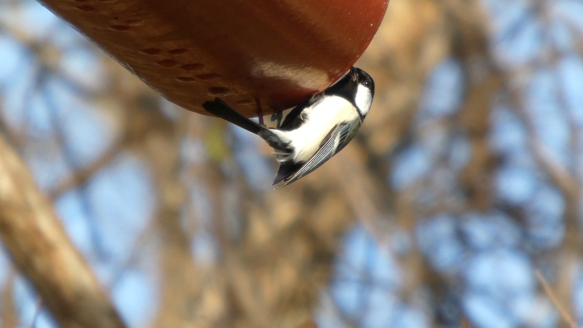 Asian Tit - ML646268603