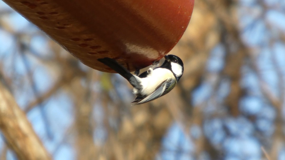 Asian Tit - ML646268604