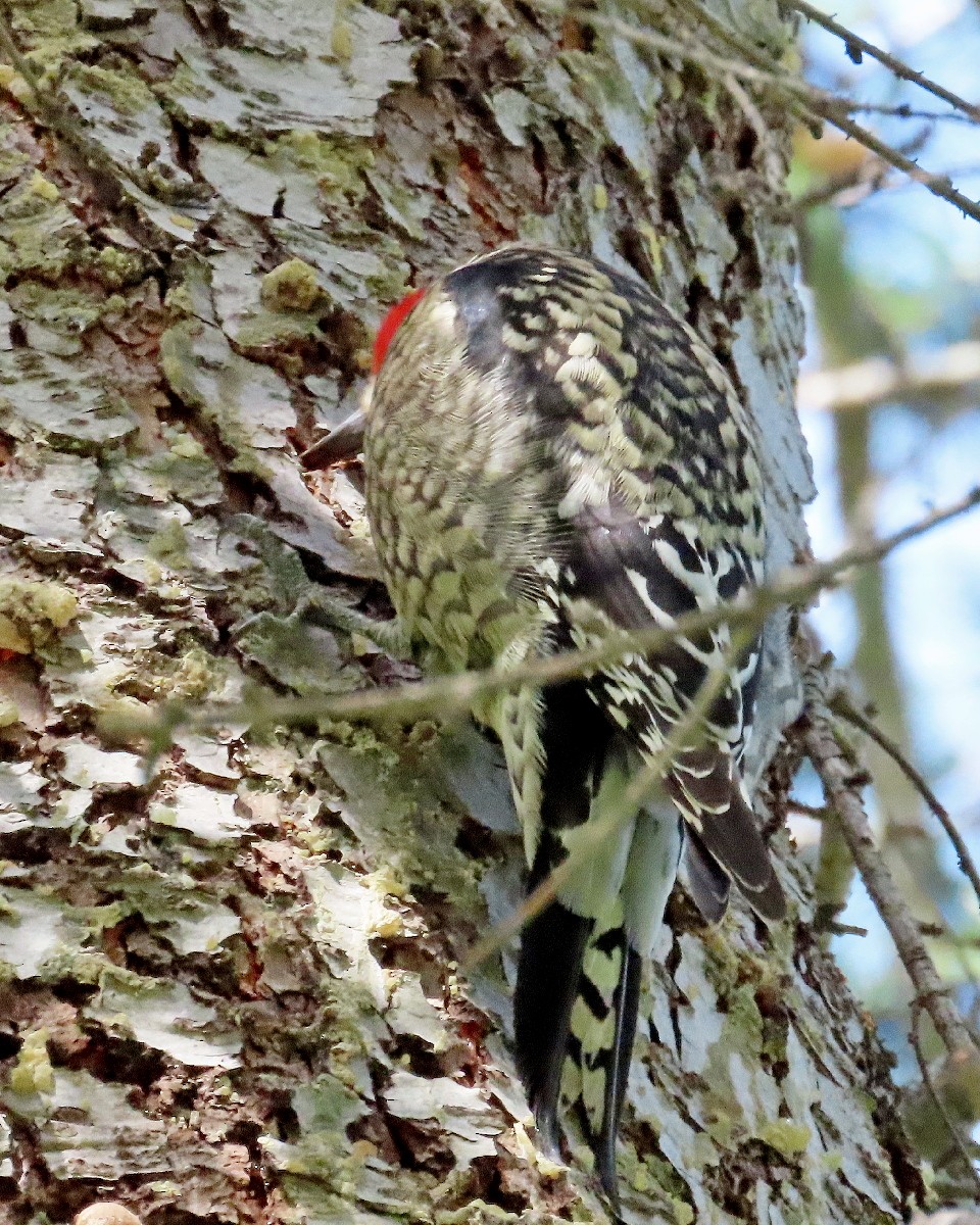 datel rudohrdlý x rudošíjný (hybrid) - ML646268606