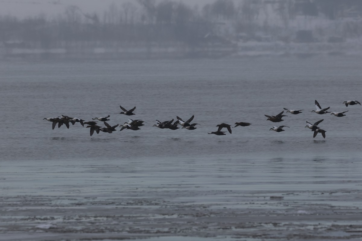 Common Eider - ML646268611