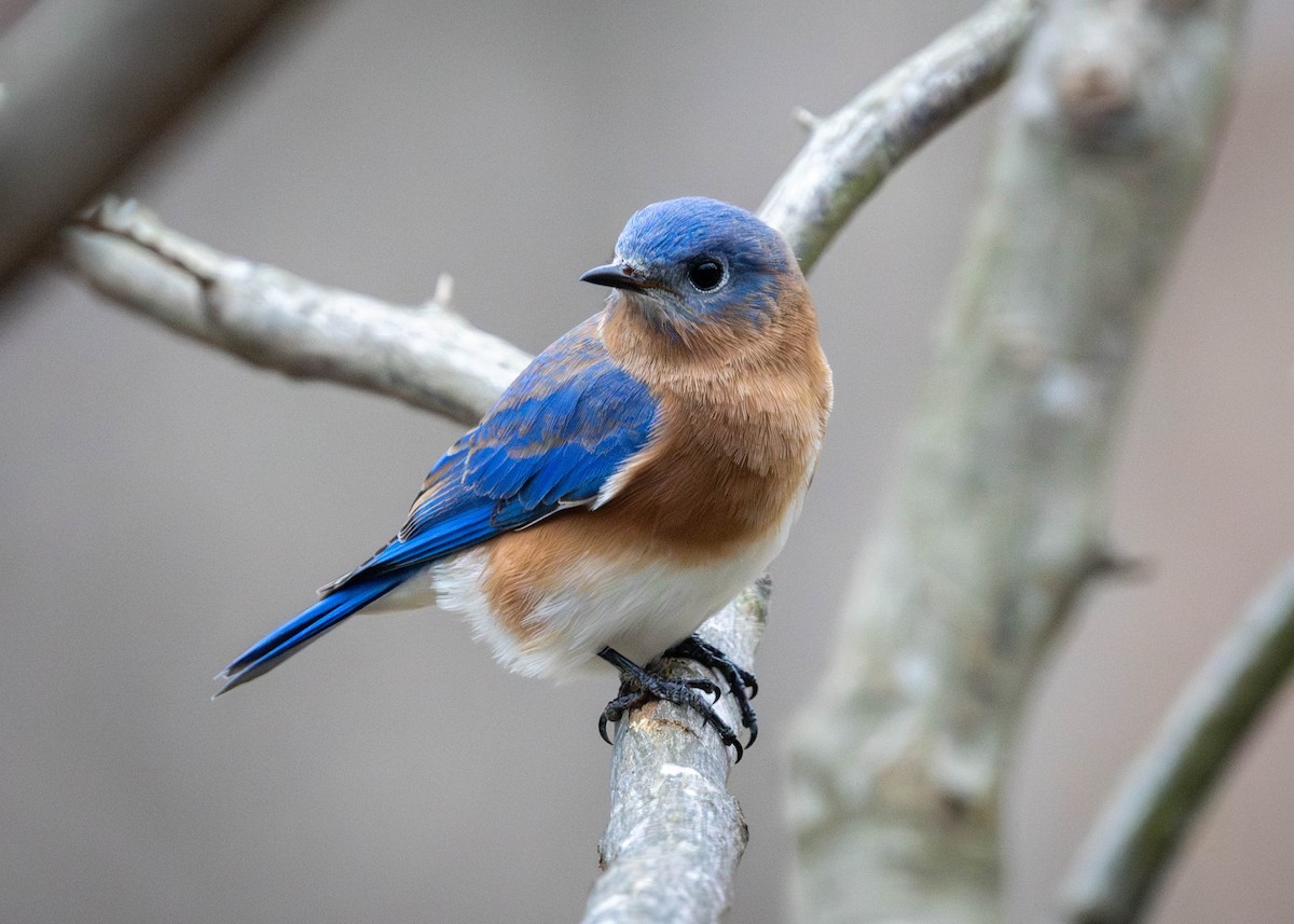 ルリツグミ - ML646268612