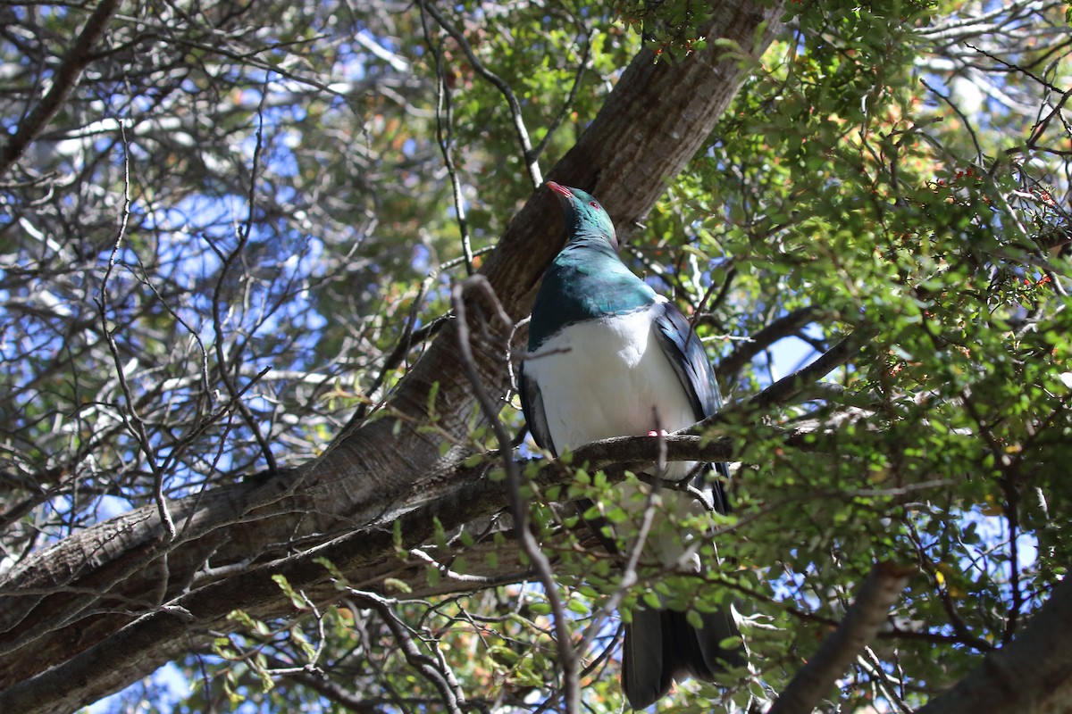 New Zealand Pigeon - ML646268613