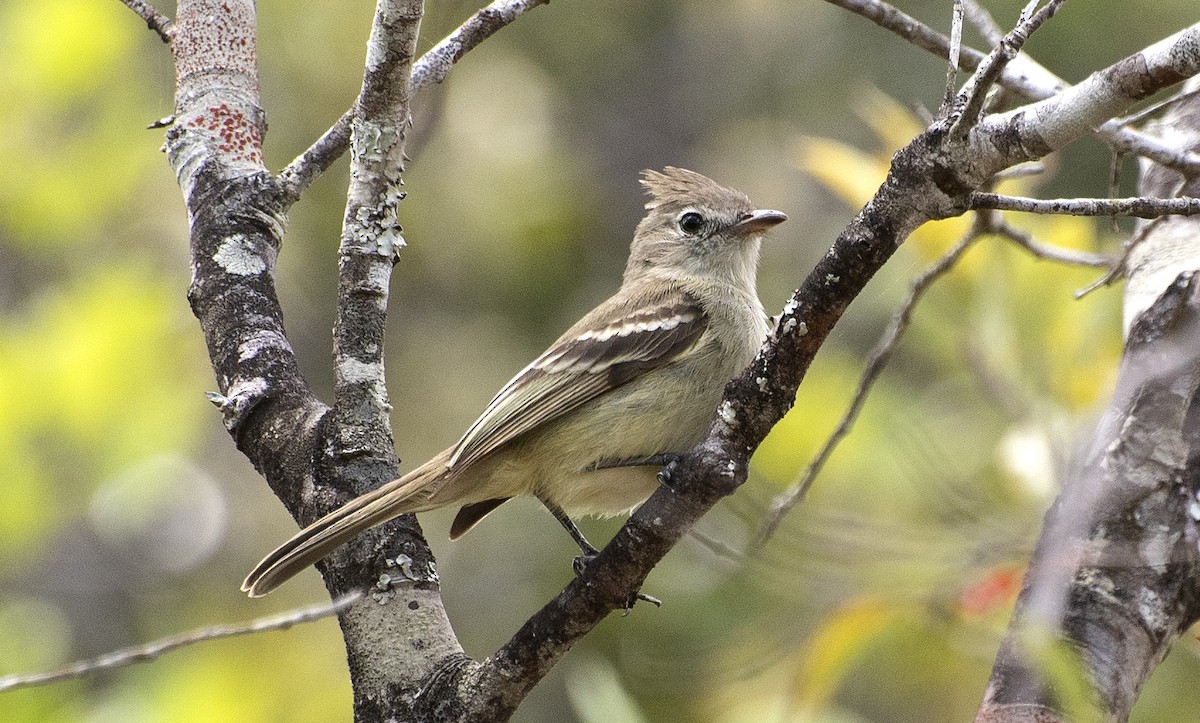 Plain-crested Elaenia - ML646268614