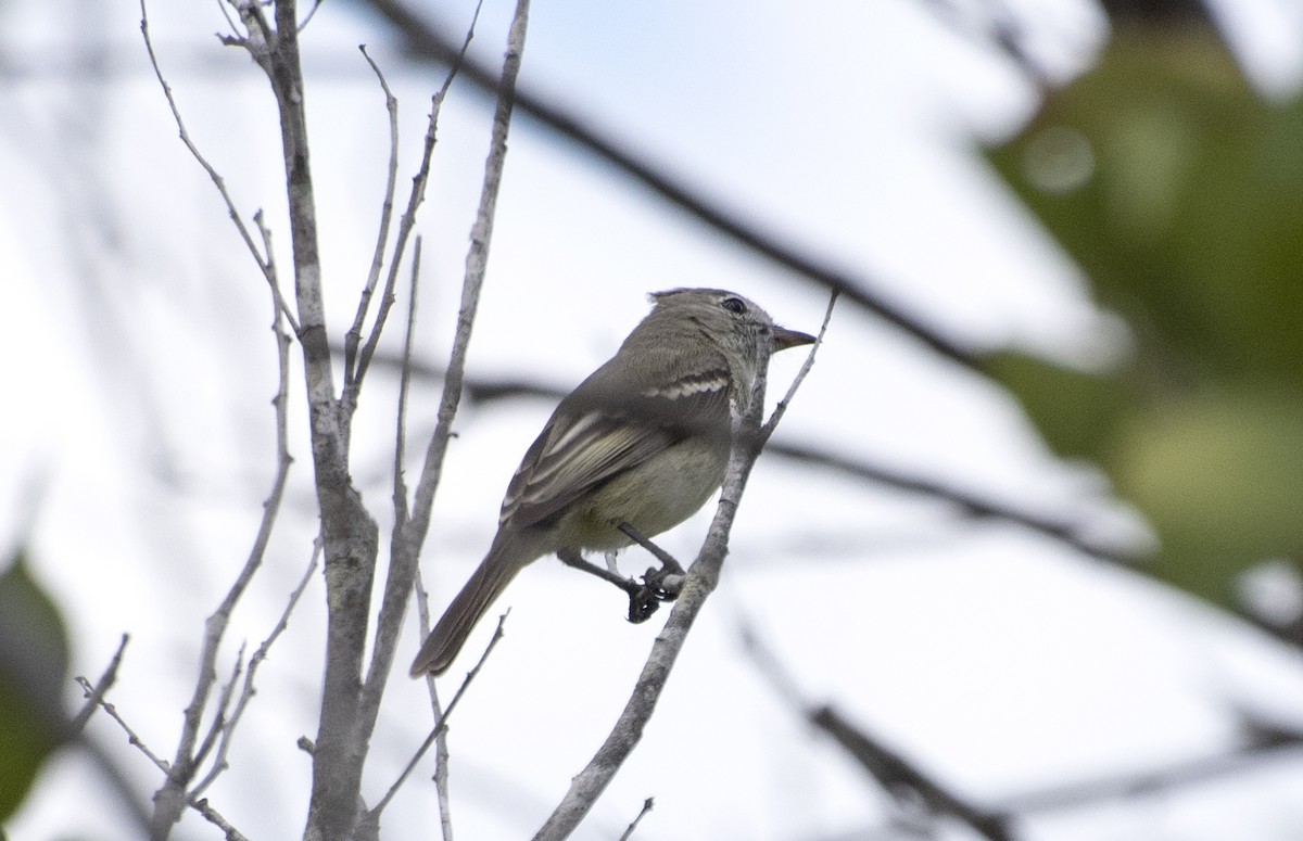 Plain-crested Elaenia - ML646268615