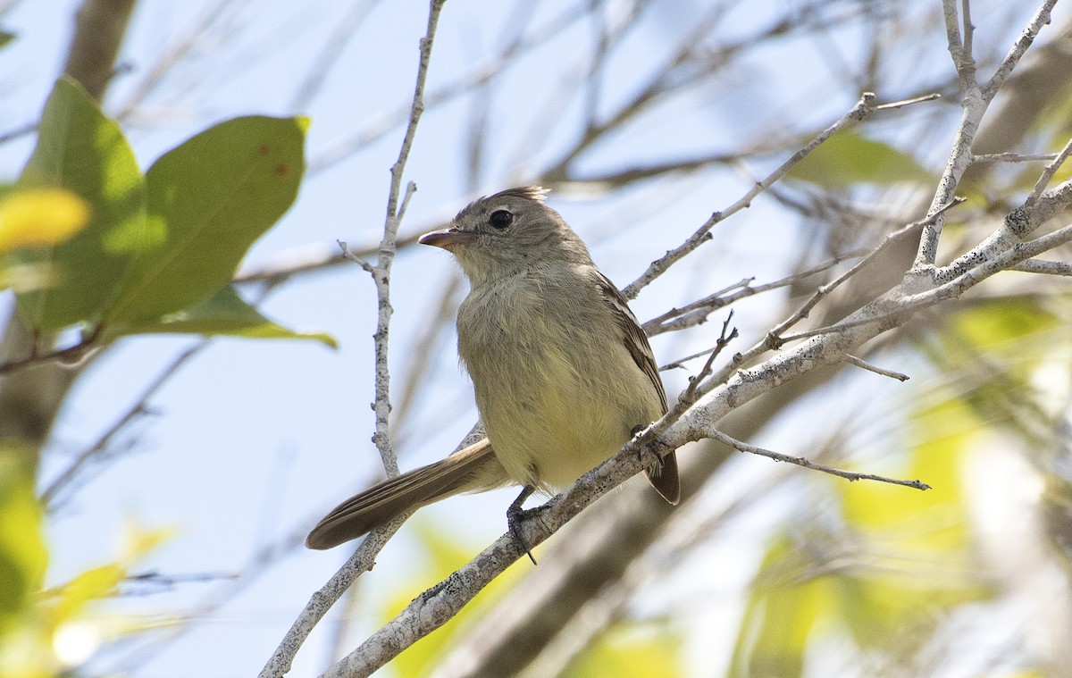 Plain-crested Elaenia - ML646268616