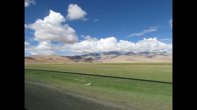 Журавель чорношиїй - ML646268617